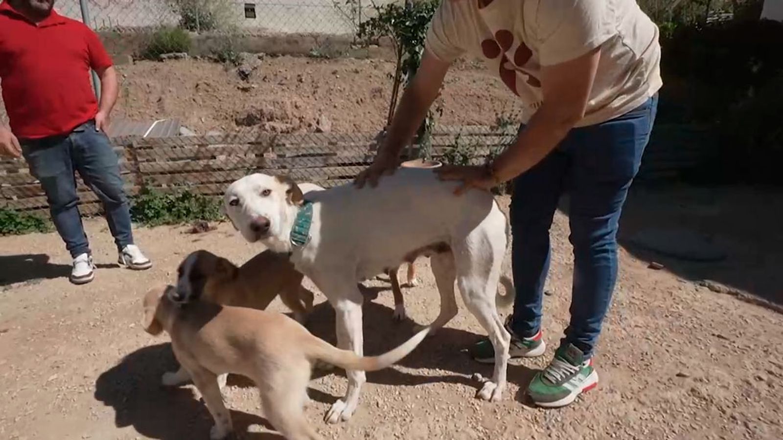 patas arriba helana cachorros  1024x576