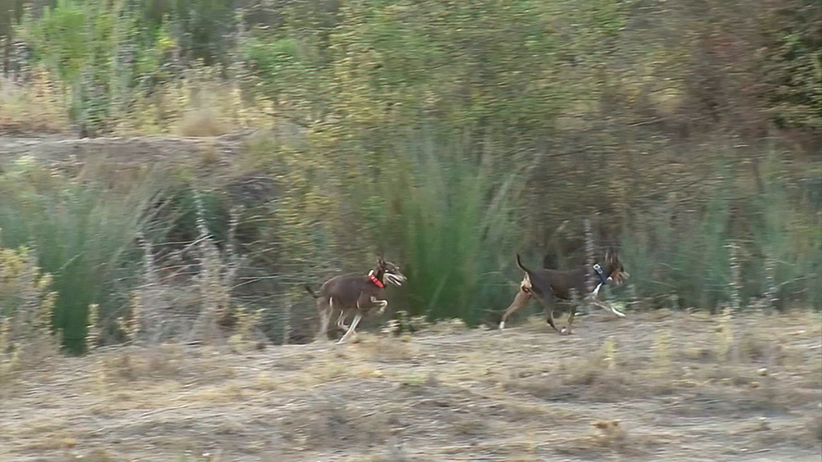 Cazando conejos con el podenco orito español