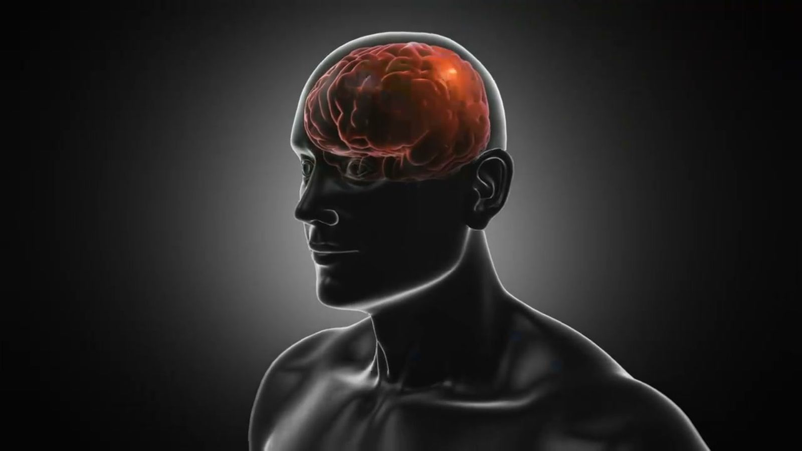 El mayor computador de la naturaleza, el cerebro