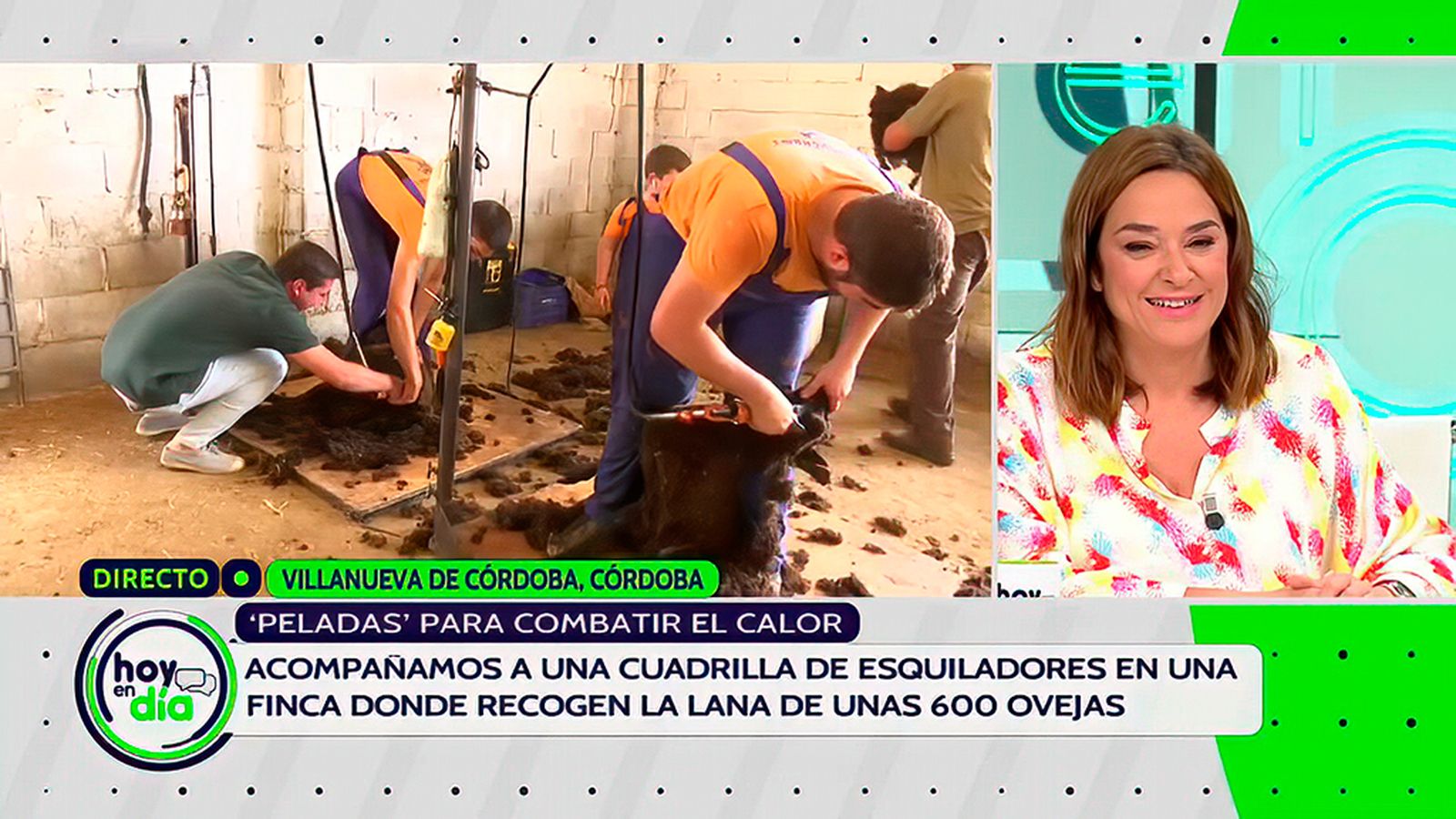 La peluquería de las ovejas para combatir el calor