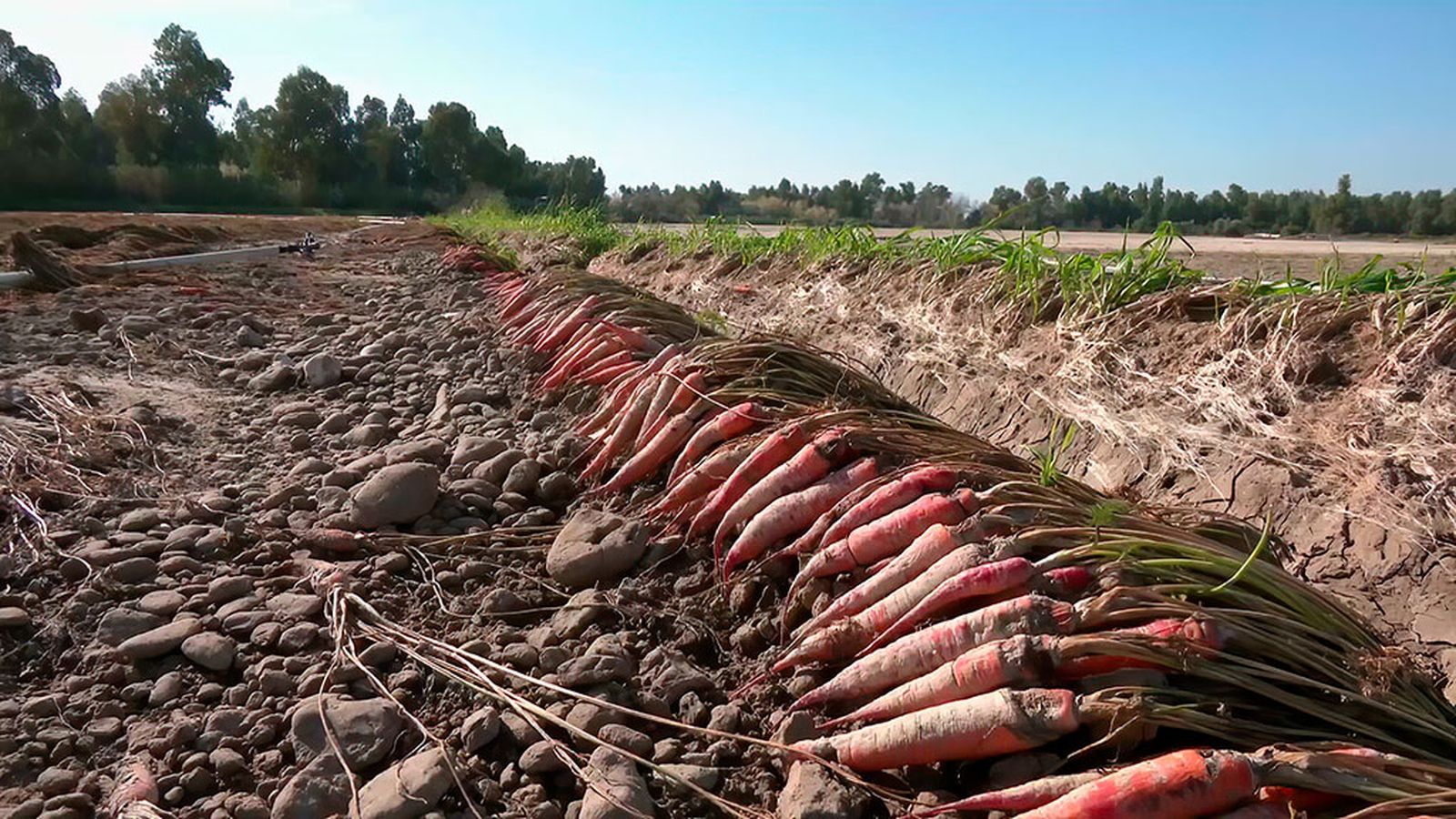Cosechas perdidas y cultivos en suspenso