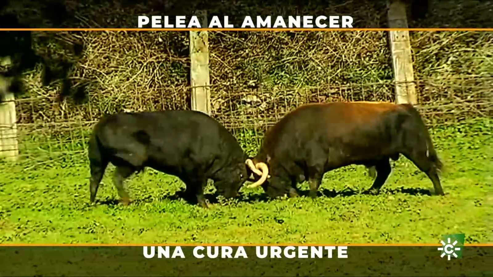 Cómo evitar las tremendas peleas por el dominio de la manada