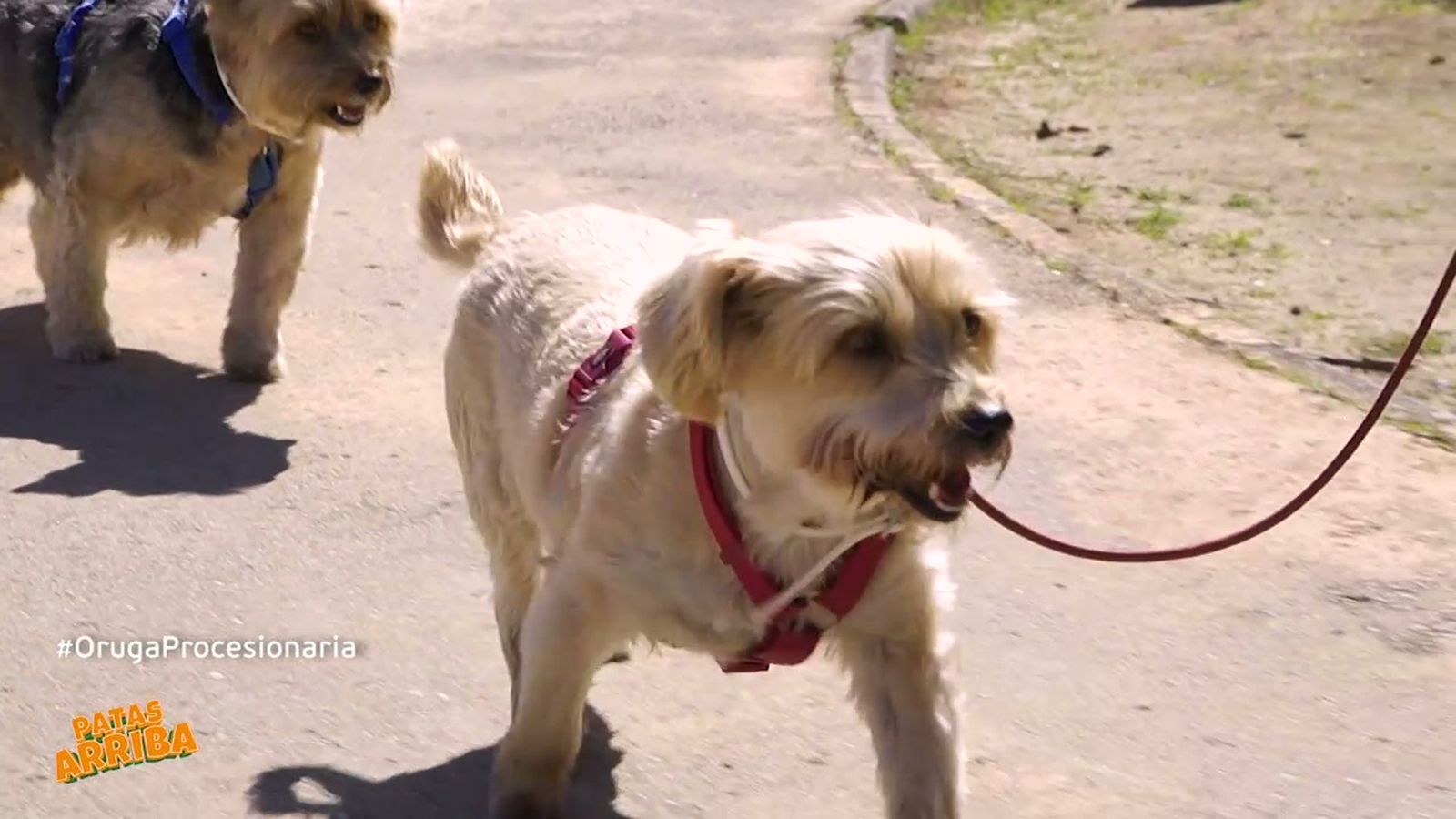 Si tu perro toca una oruga procesionaria es grave y necesita primeros auxilios