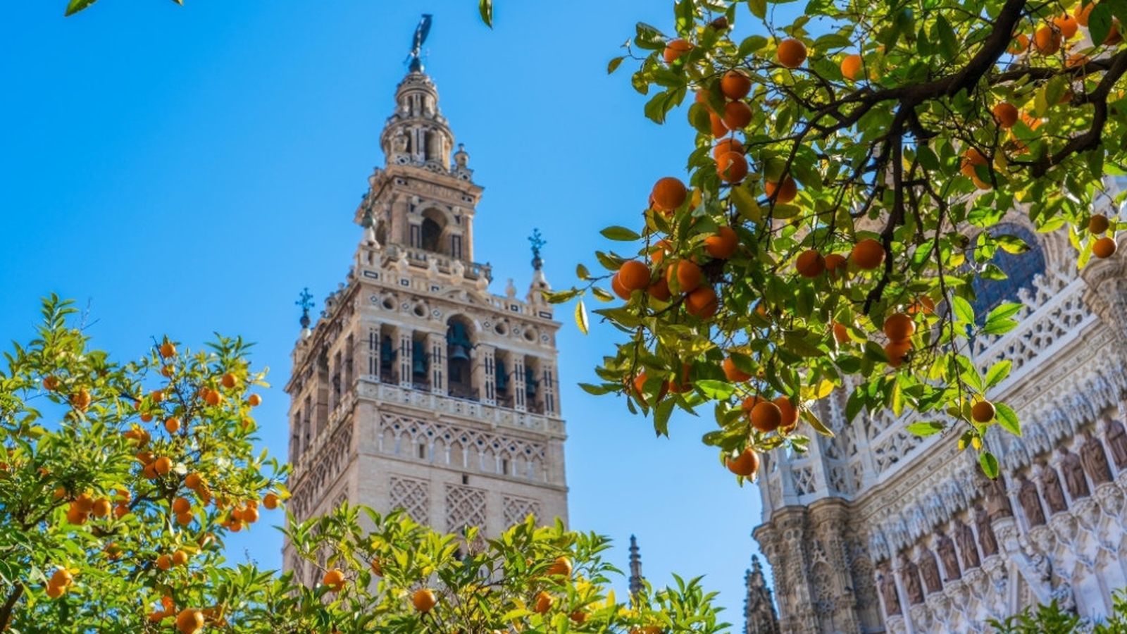 sevilla naranjos