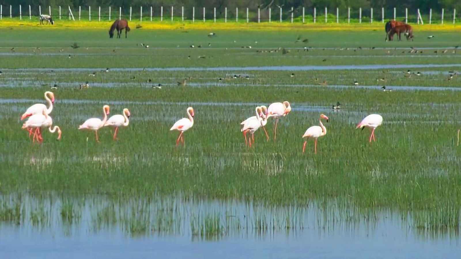 Recorremos Doñana tras las lluvias, donde la marisma resplandece y vuelve a latir como hace décadas