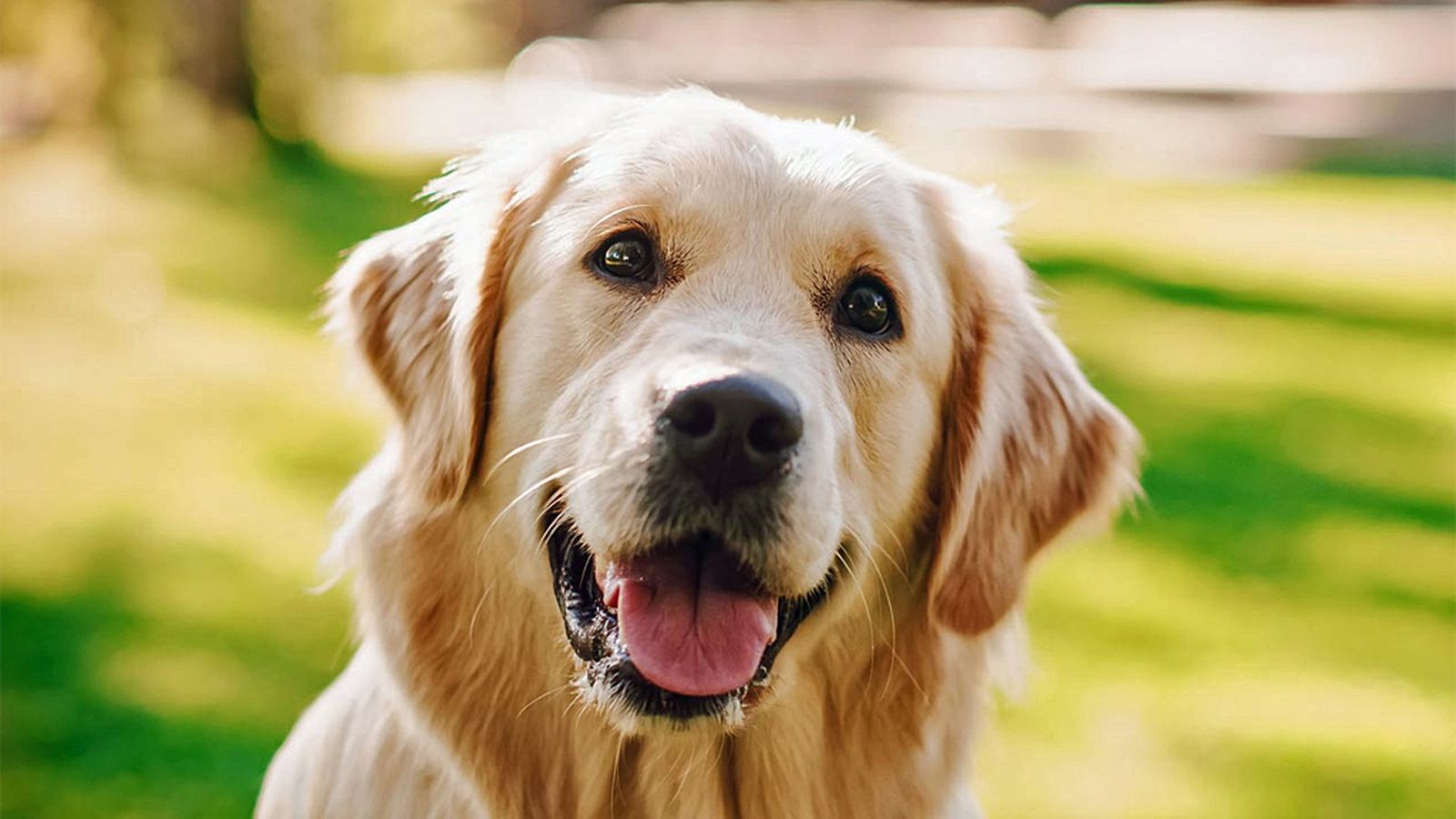 PERROS ENRIQUE