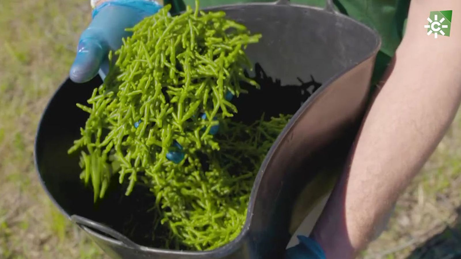 La salicornia o espárrago de mar, una bomba nutricional de gran sabor