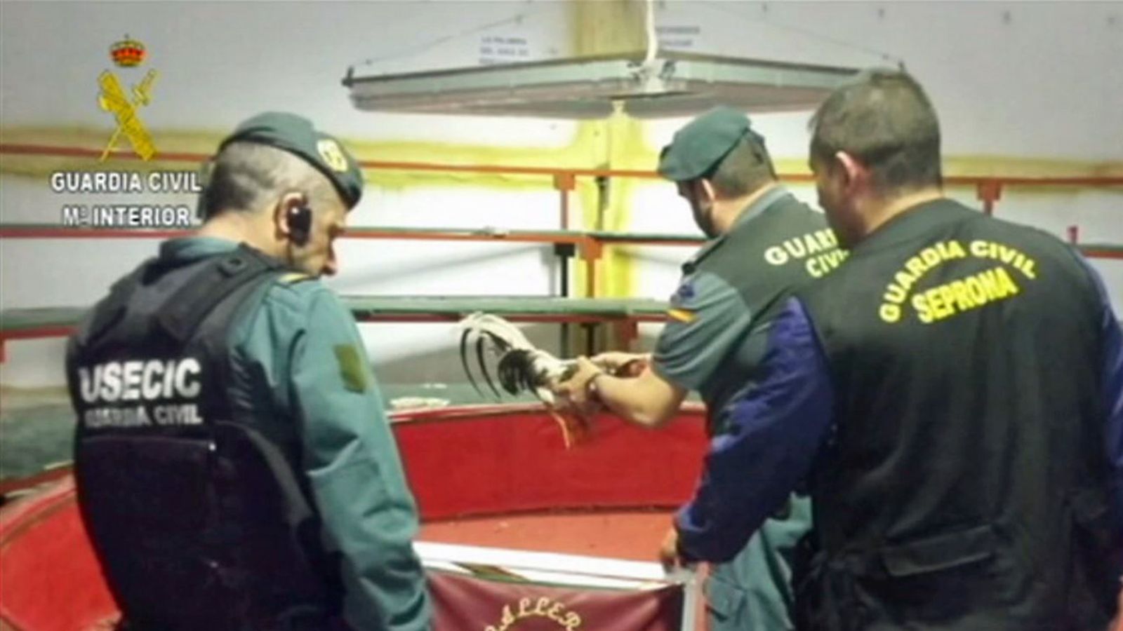 captura gallos 1024