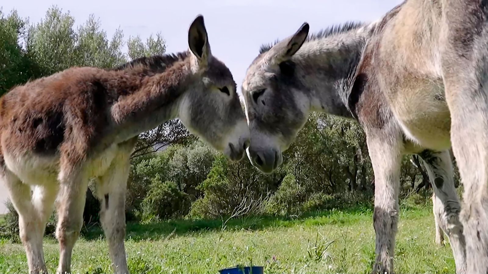Un refugio en Alcalá de los Gazules para el burro andaluz y otras especies amenazadas