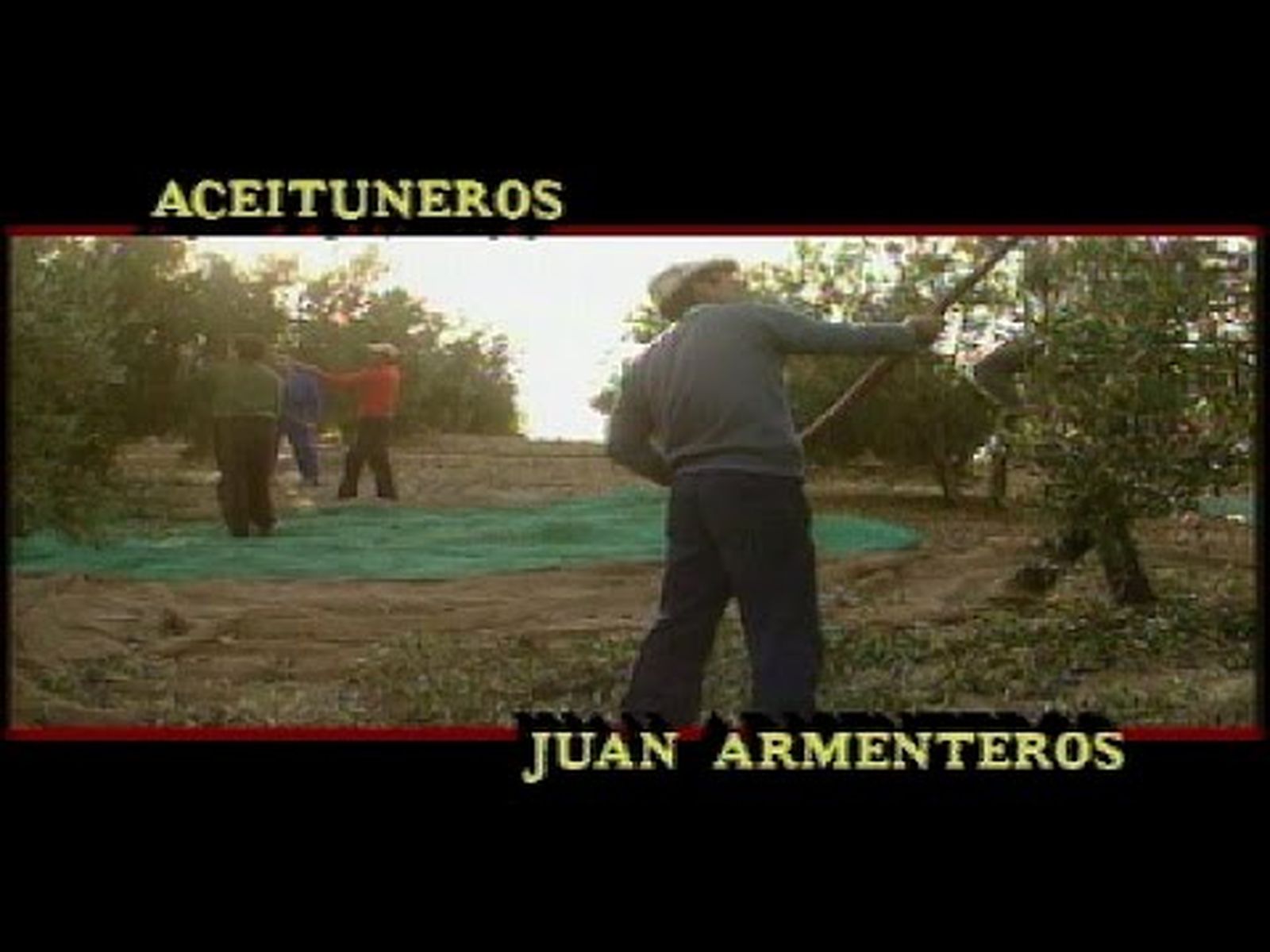 Aceituneros de Montejícar en la recolección de aceitunas de Jaén (1990)