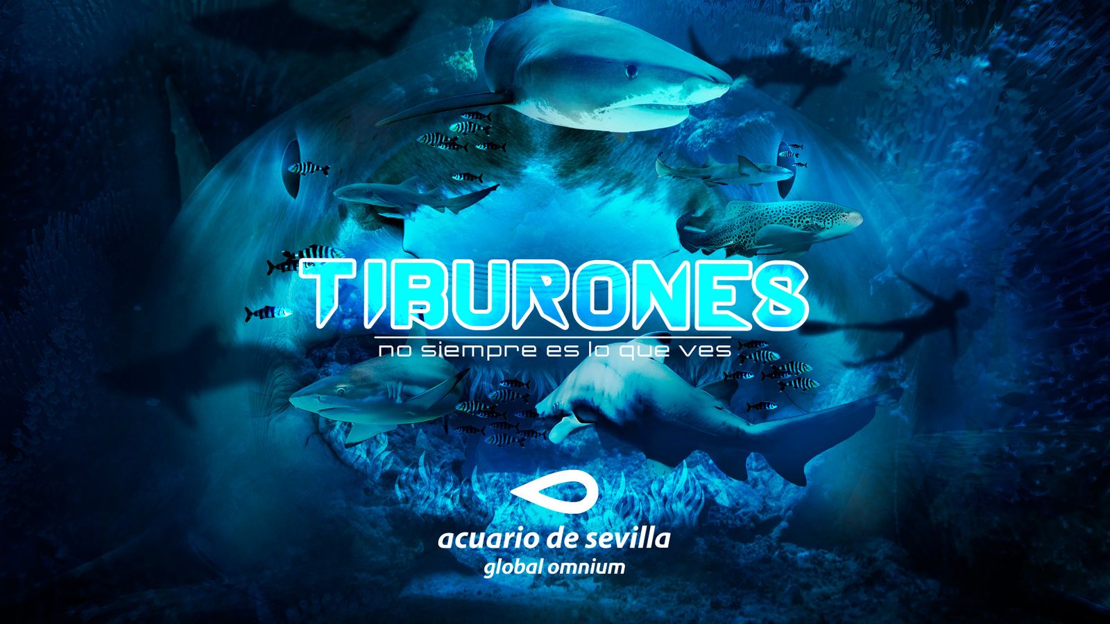 tapa tiburones acuario se