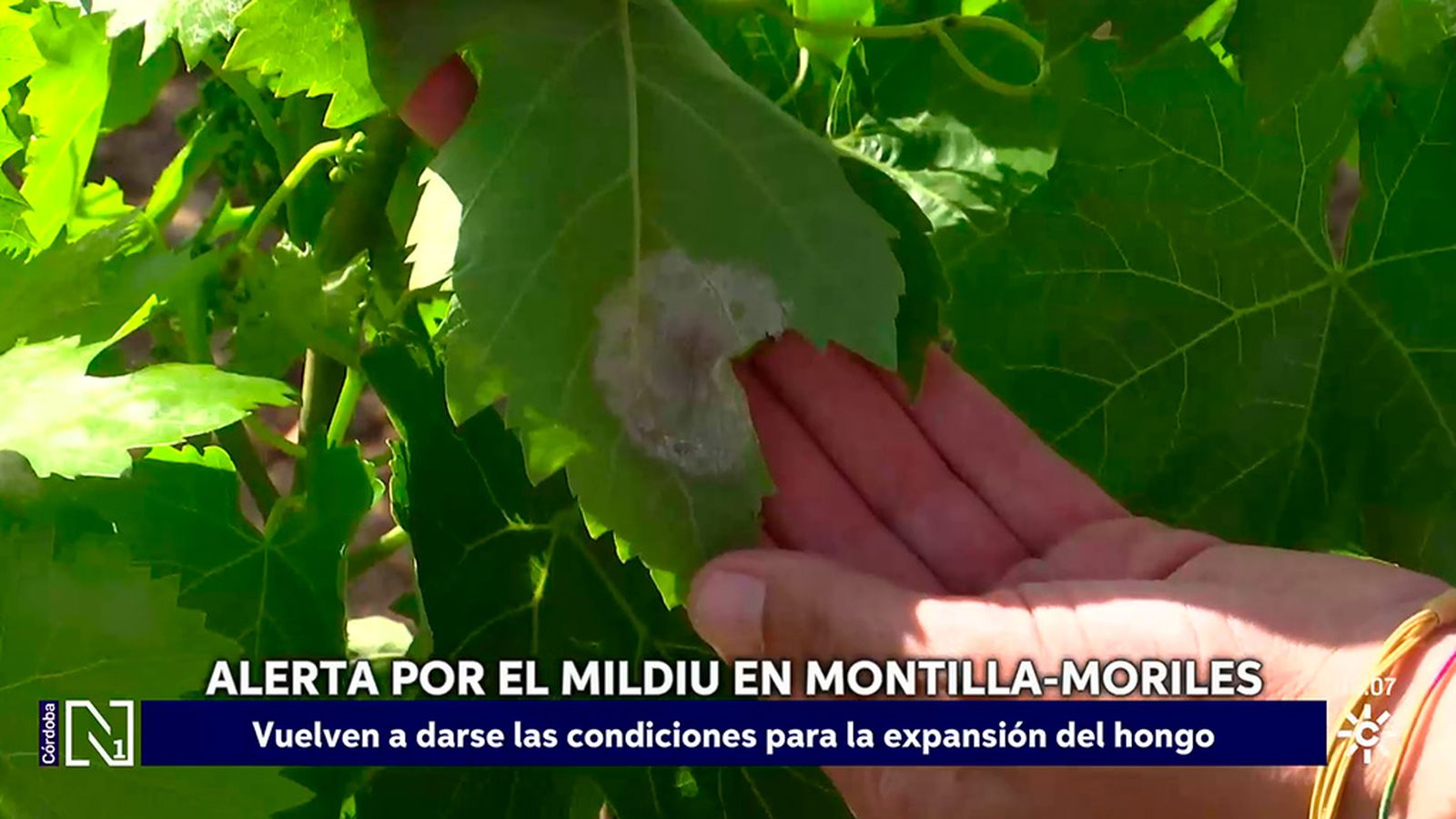 La humedad eleva el riesgo de mildu en Montilla-Moriles