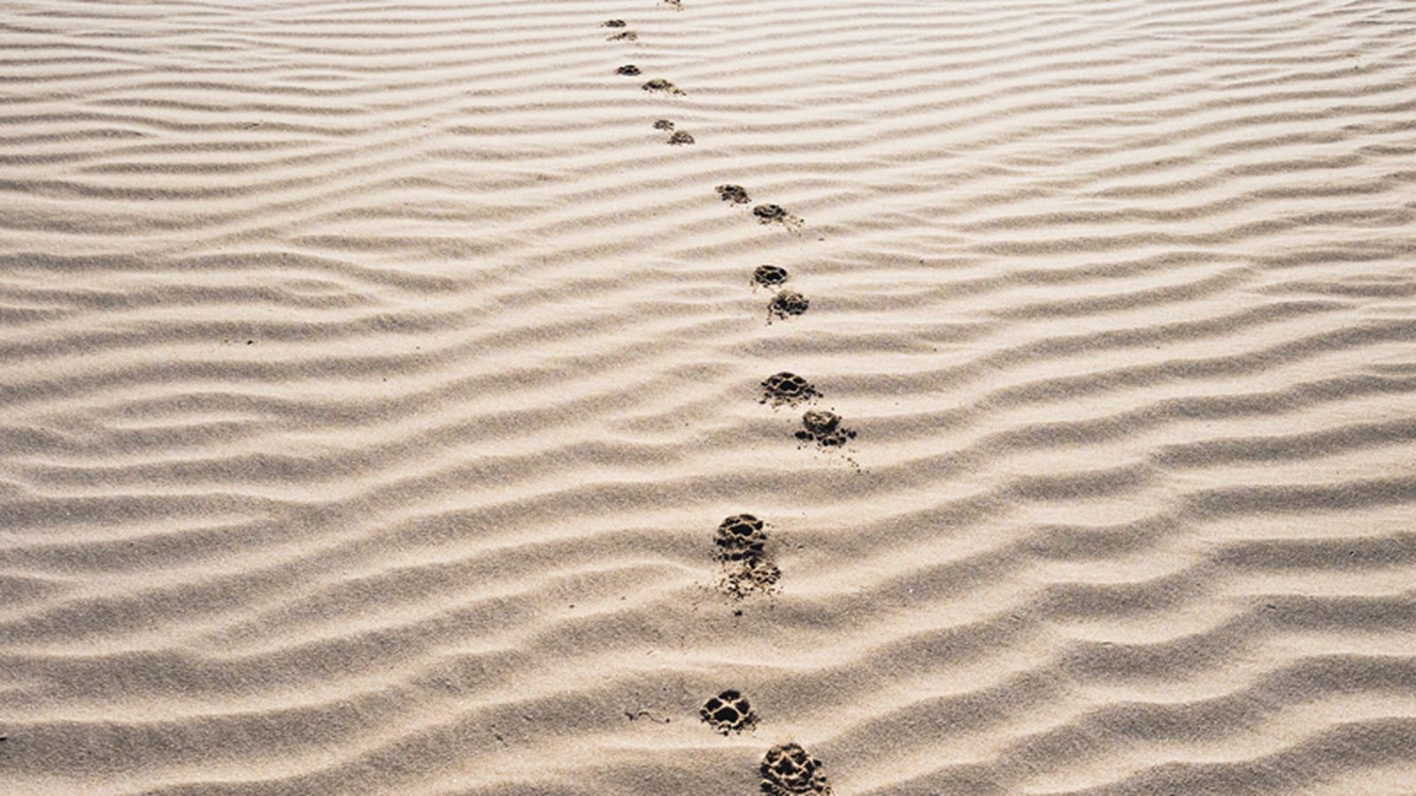 desierto