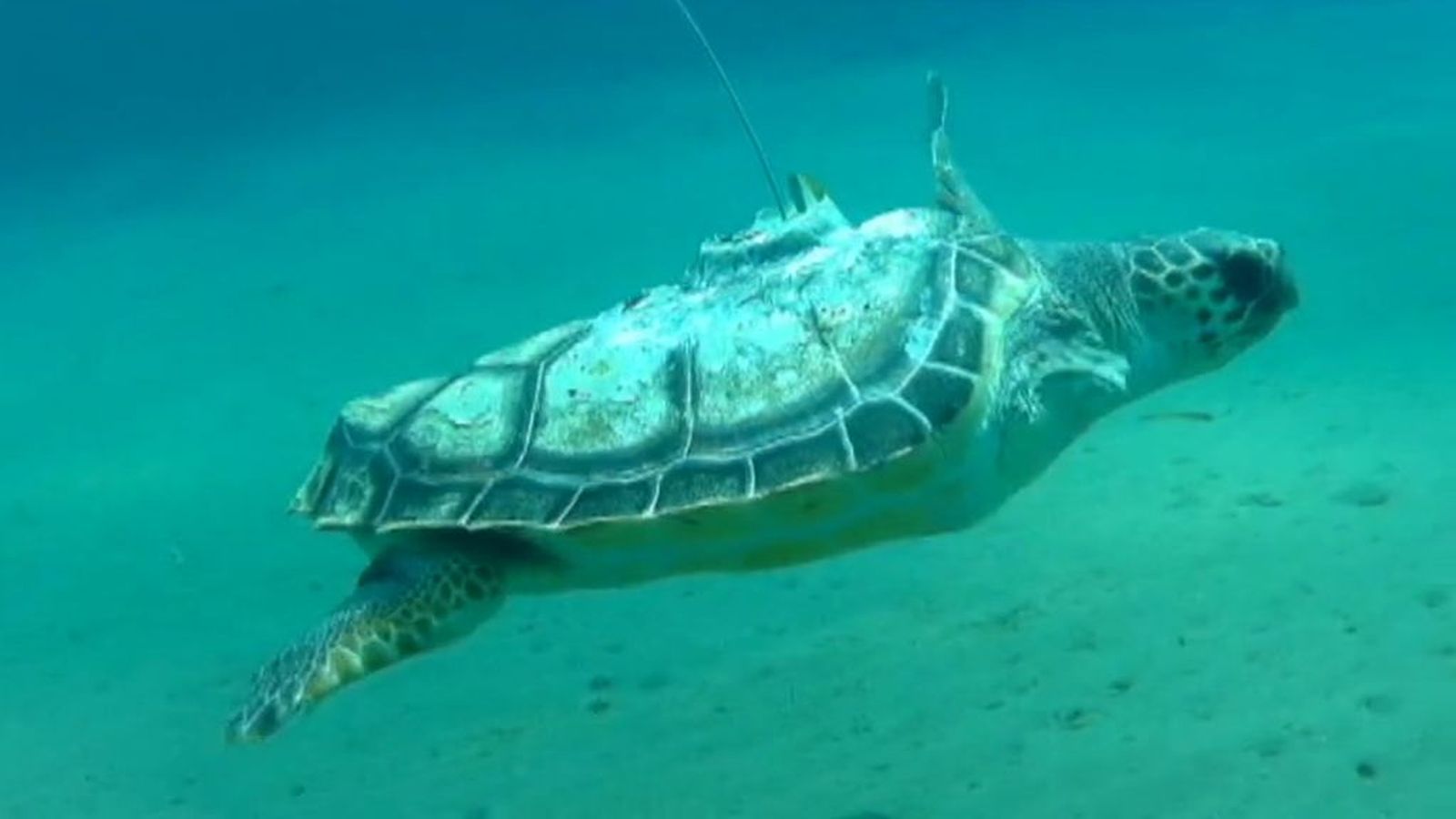 TORTUGA