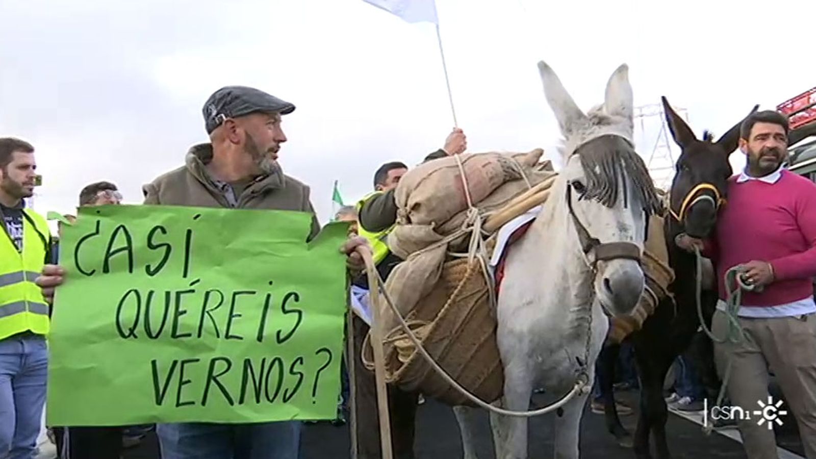 Olivareros Burro