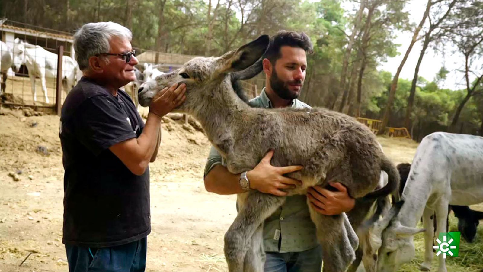 Bosco Benítez tiene la suerte de bautizar a una borrica en plena sierra de Rute