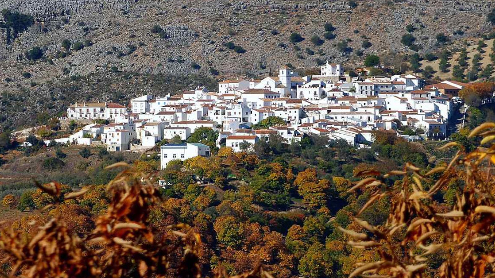 cartajima