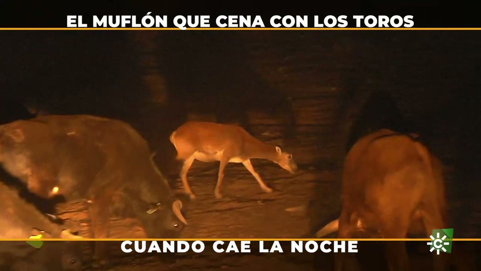 Imágenes inéditas de un muflón que cena con los toros bravos