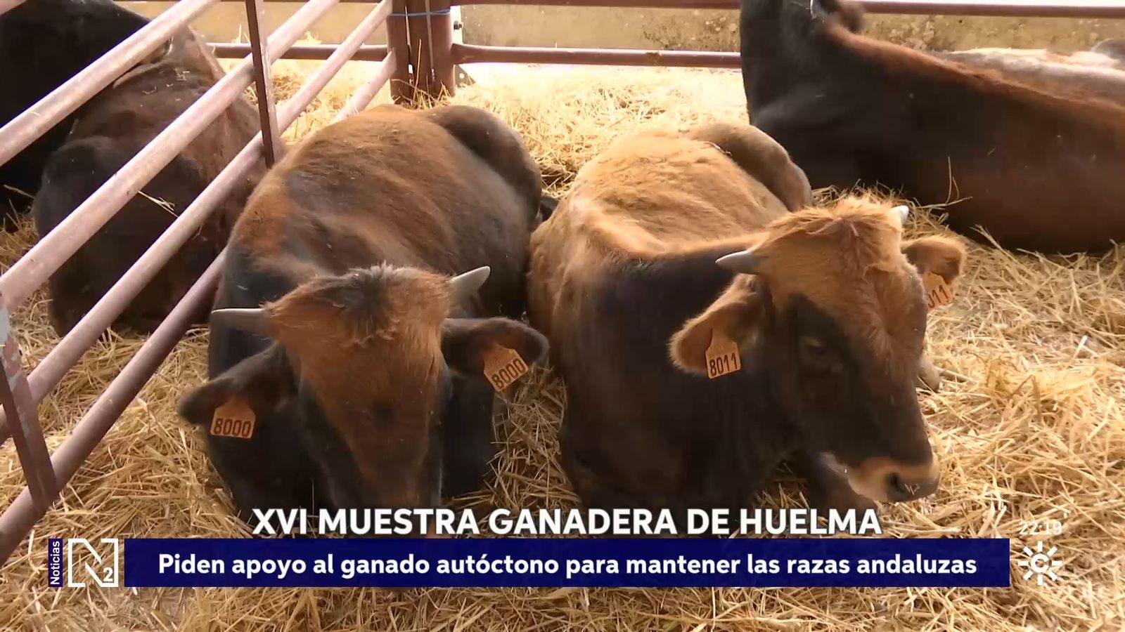Muestra Ganadera de Huelma