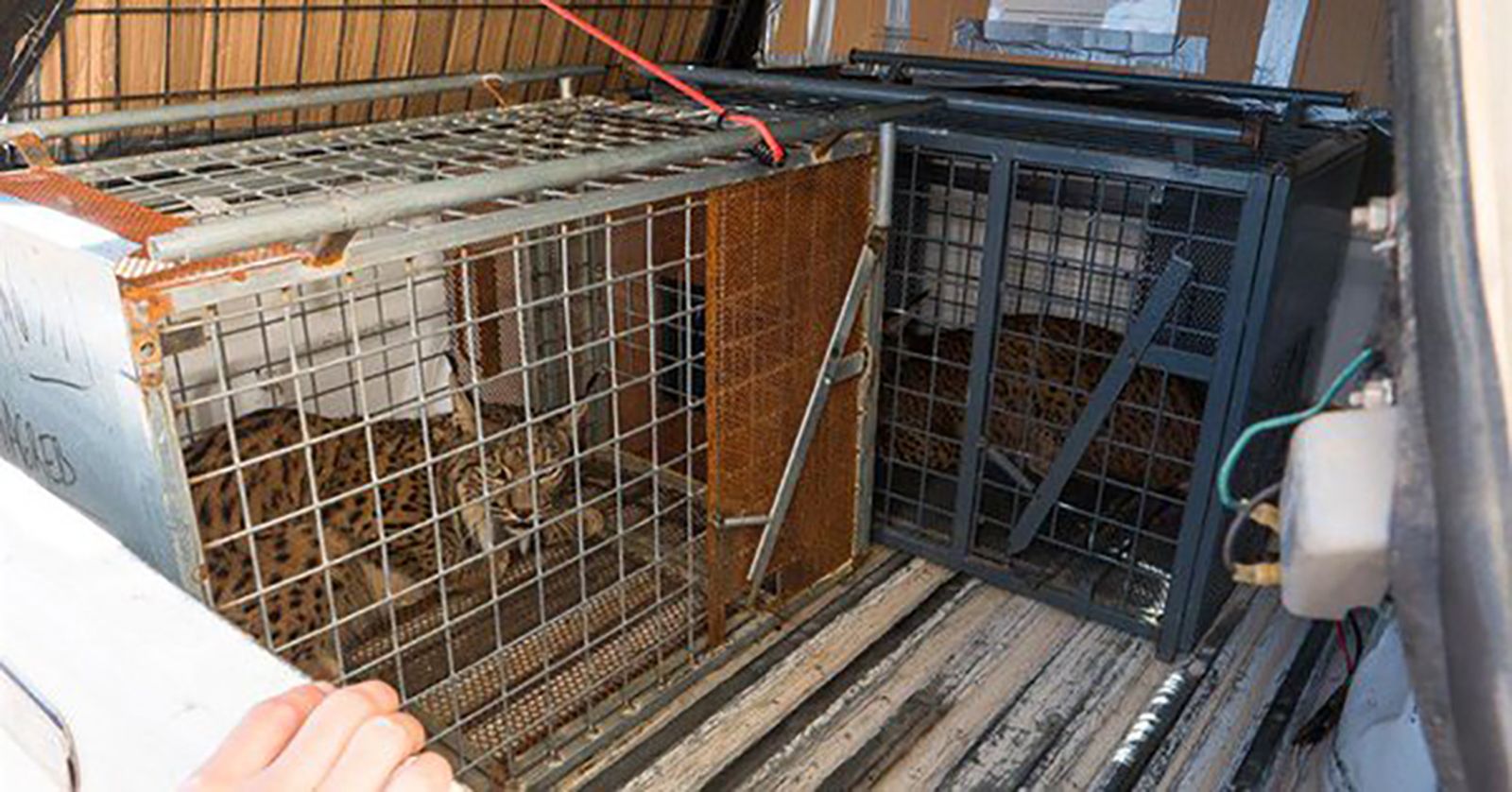 linces portugal 1024