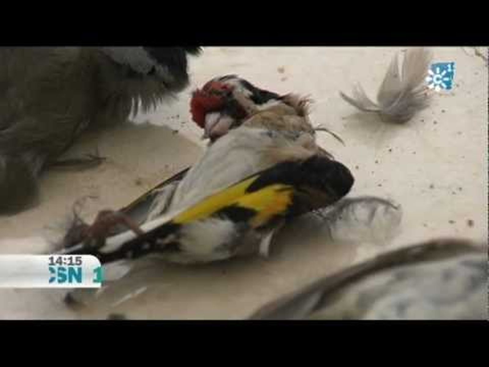 CAPTURA ILEGAL DE AVES EN JAÉN
