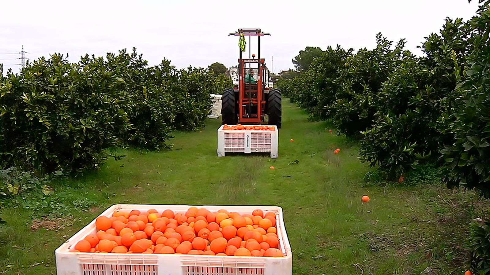 Tiempo de naranjas