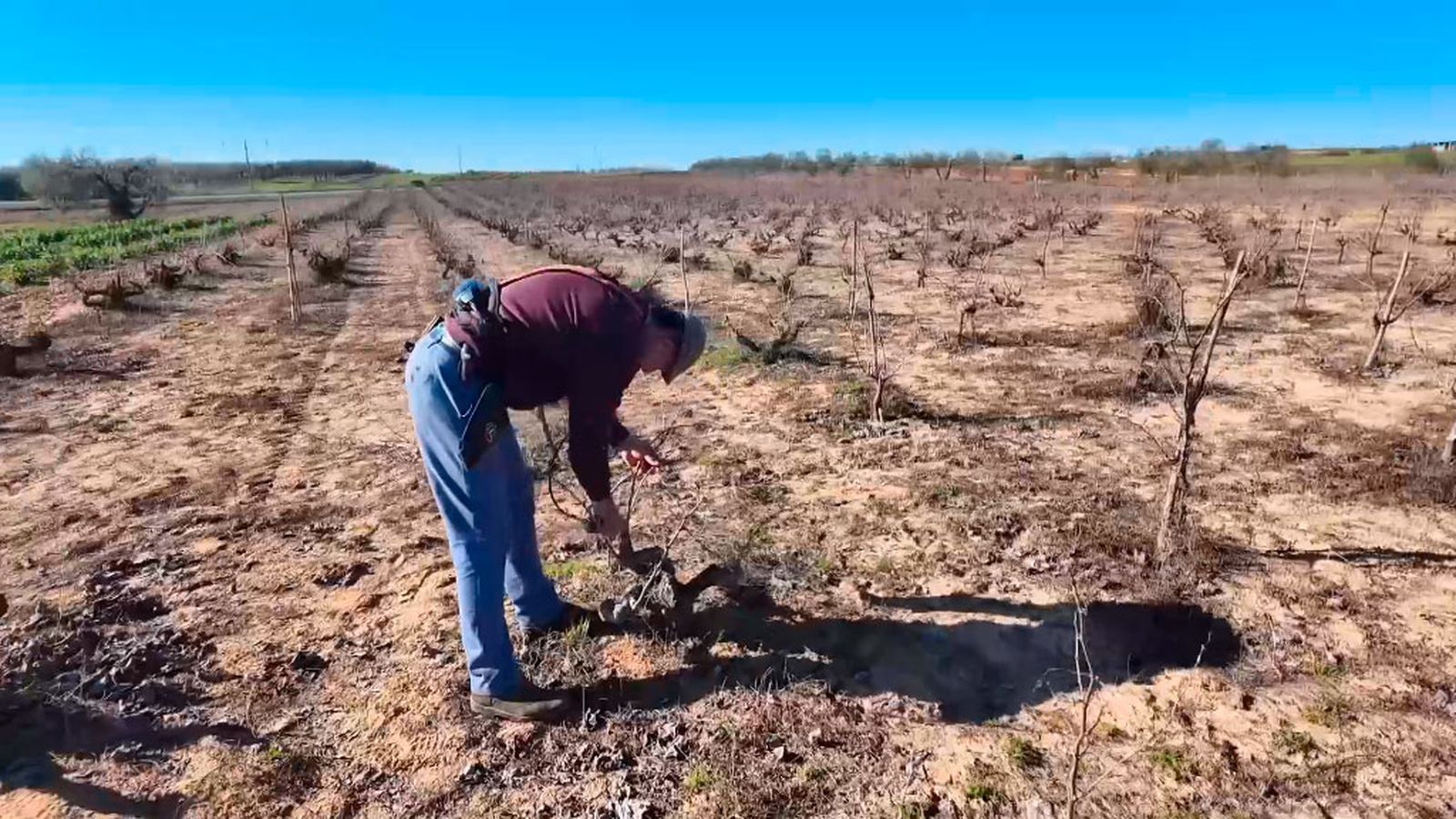 La poda de la vid, garantía para una brotación óptima