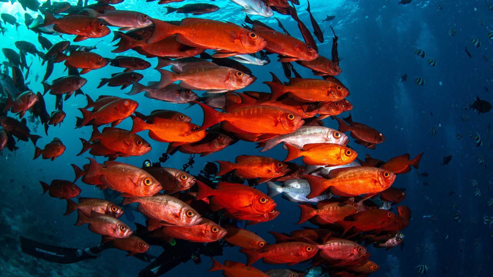 banco de peces