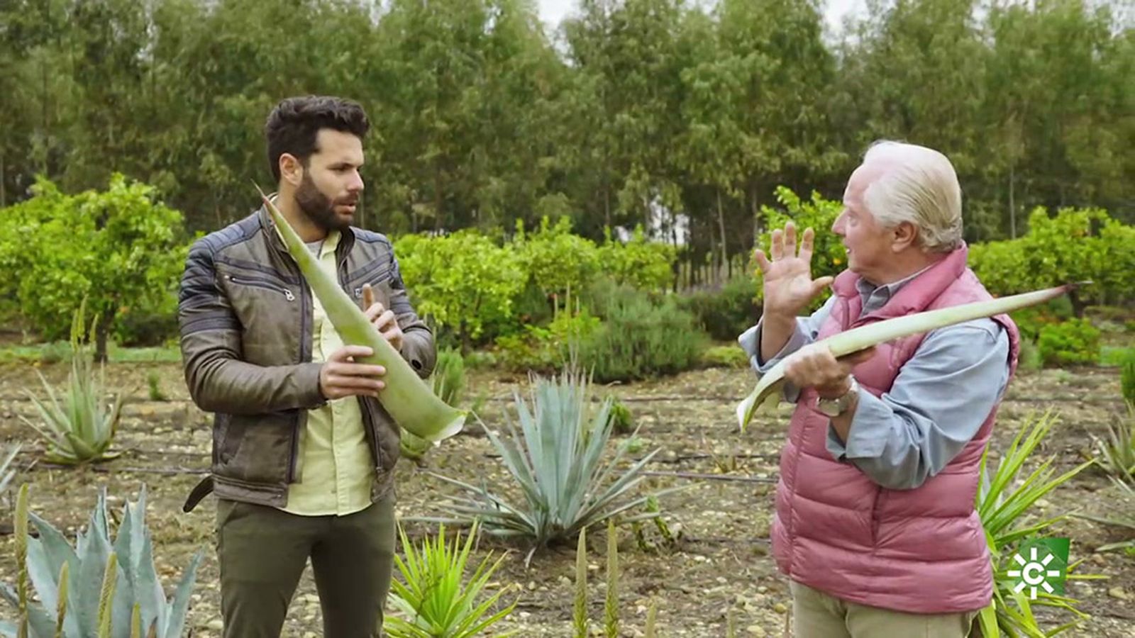 Aloe vera
