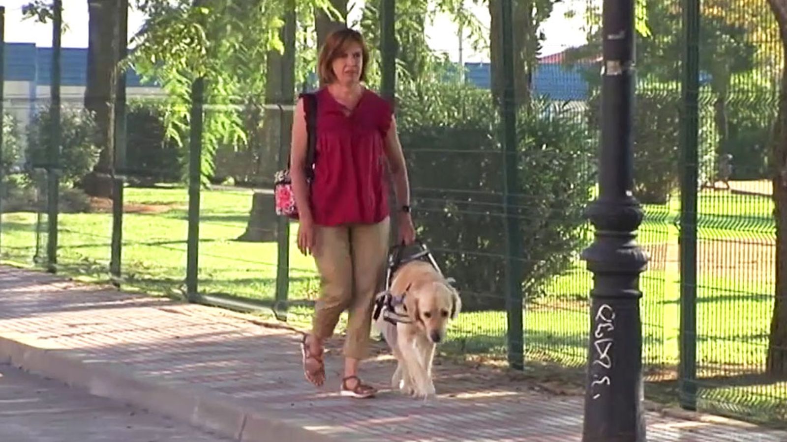 Los perros guías darán asistencia a otras discapacidades y enfermedades
