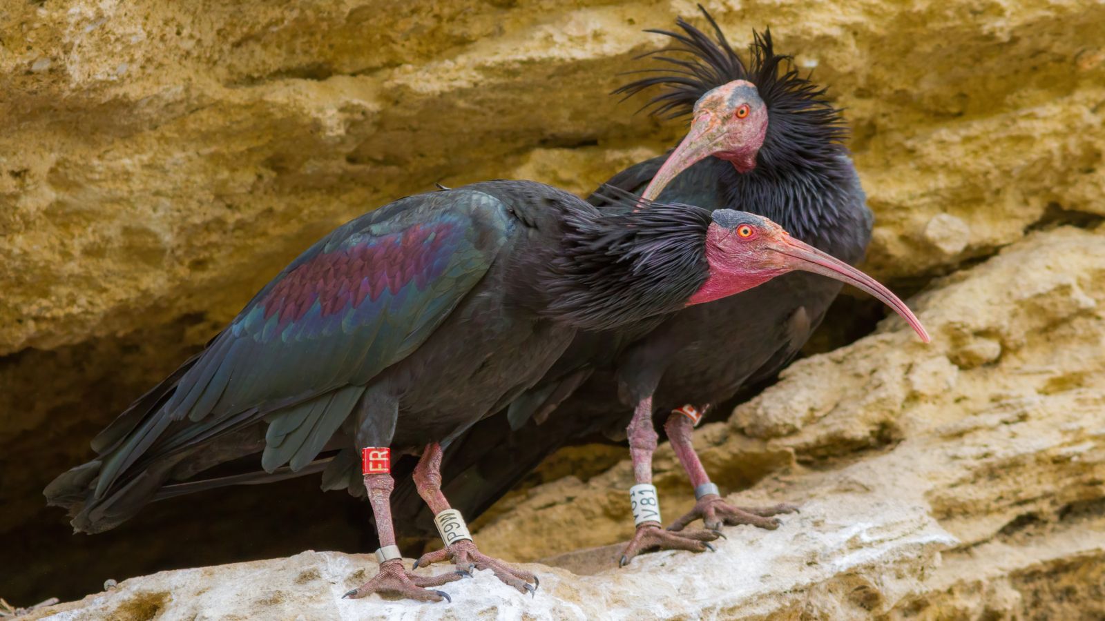 Aves Ibis eremita