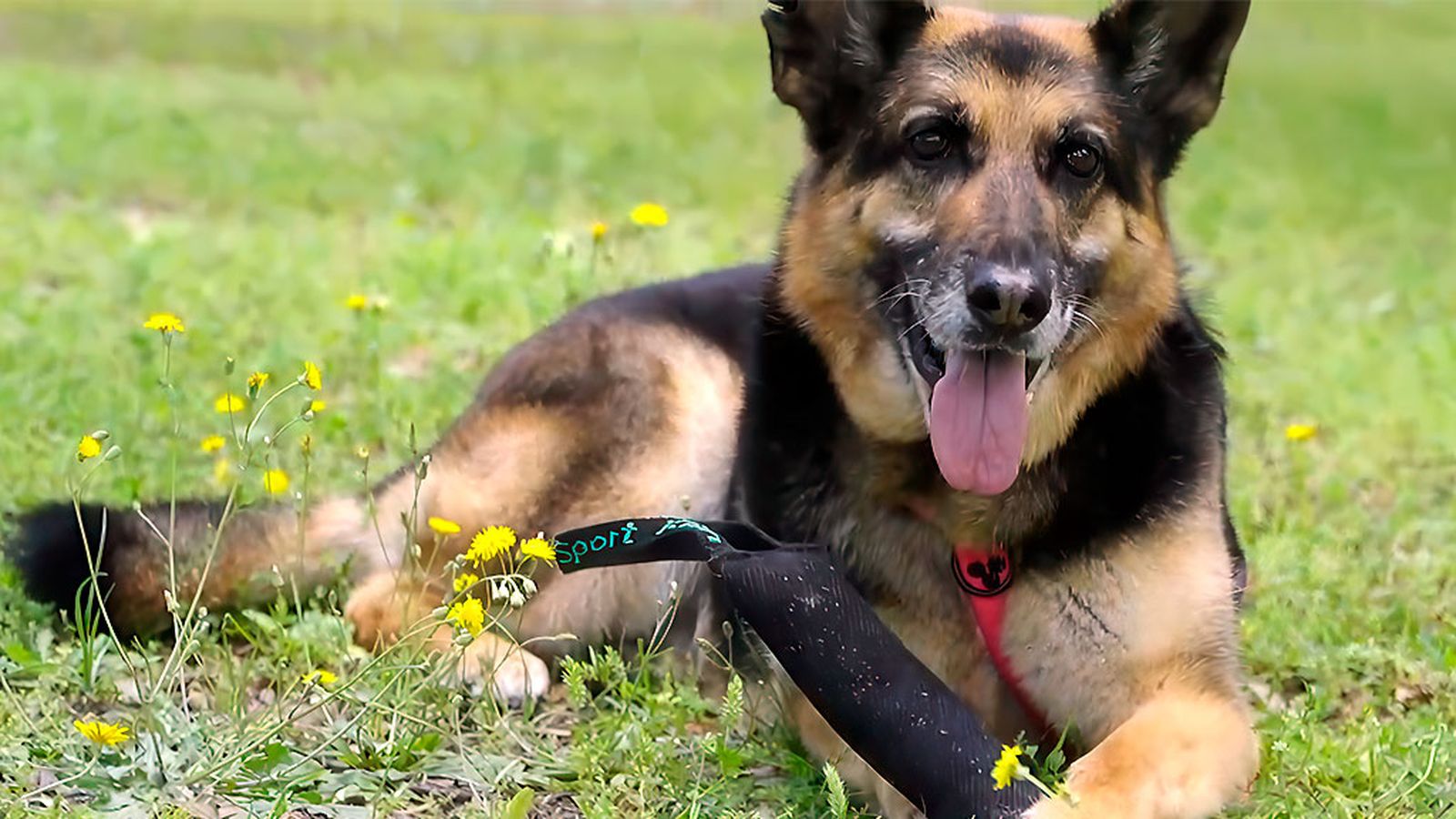 Patas arriba 100 programas perro policía 1024x576