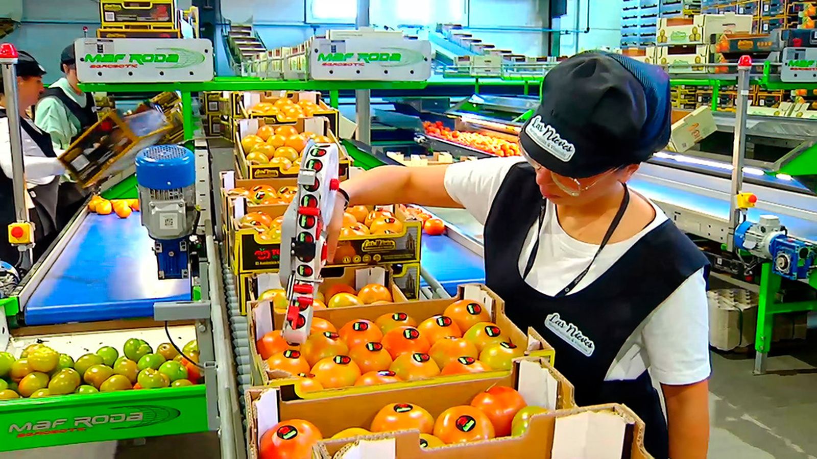 El bombón colorao, un tomate de Los Palacios que es un manjar