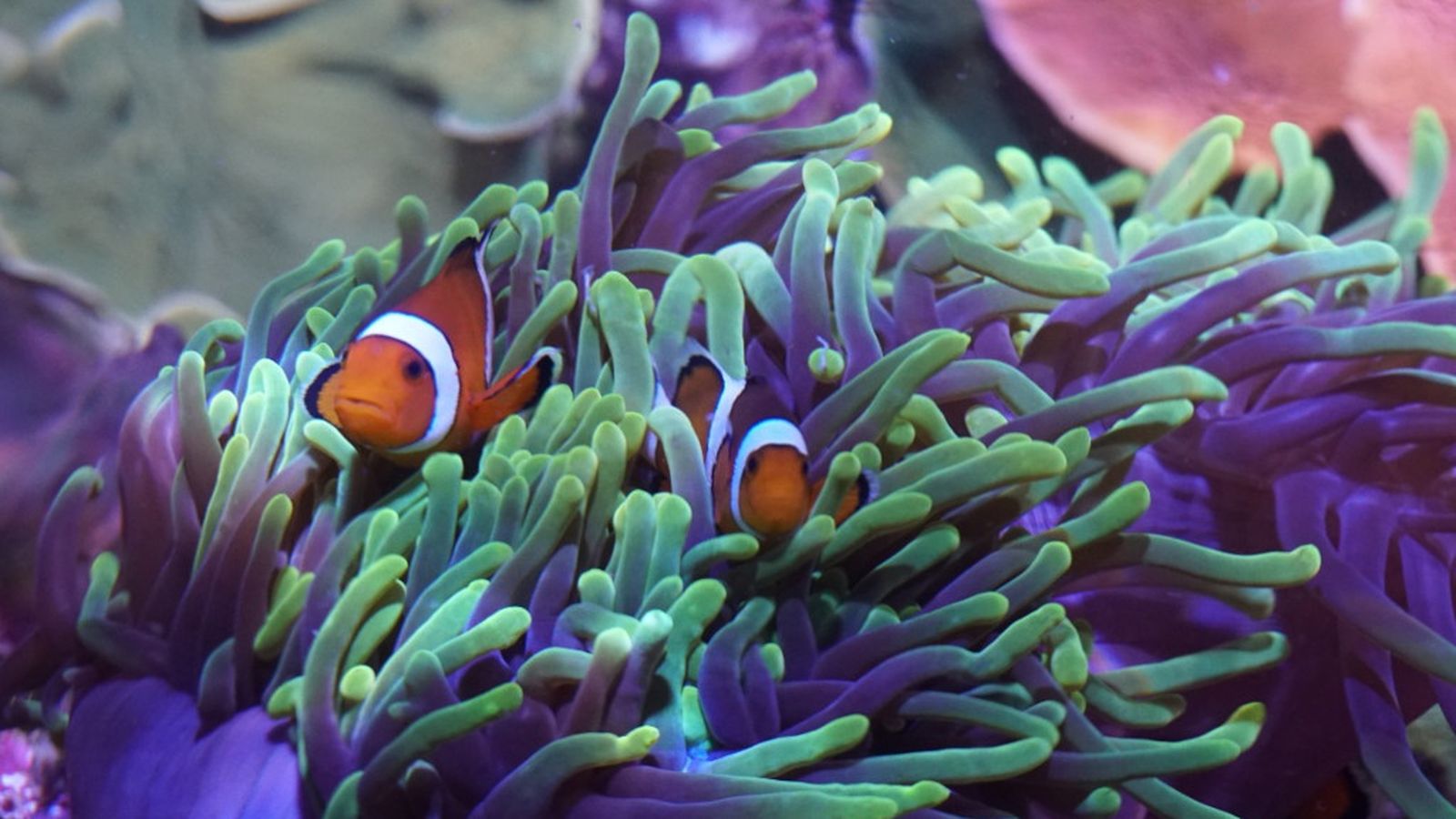 Tapa acuario peces payaso