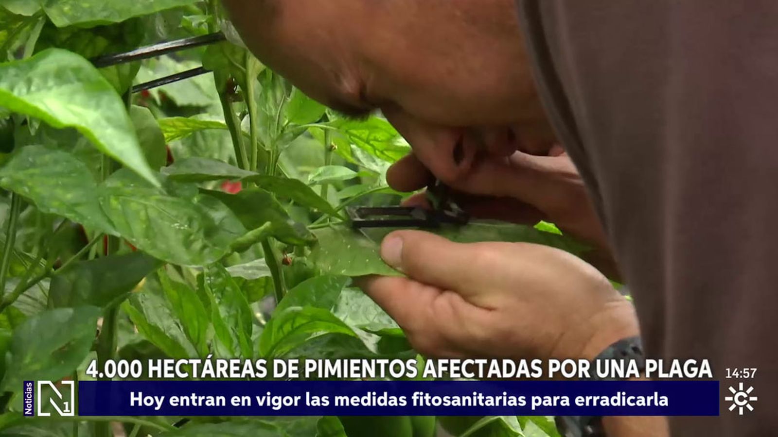 Una plaga afecta a los pepinos de Almería y  Granada