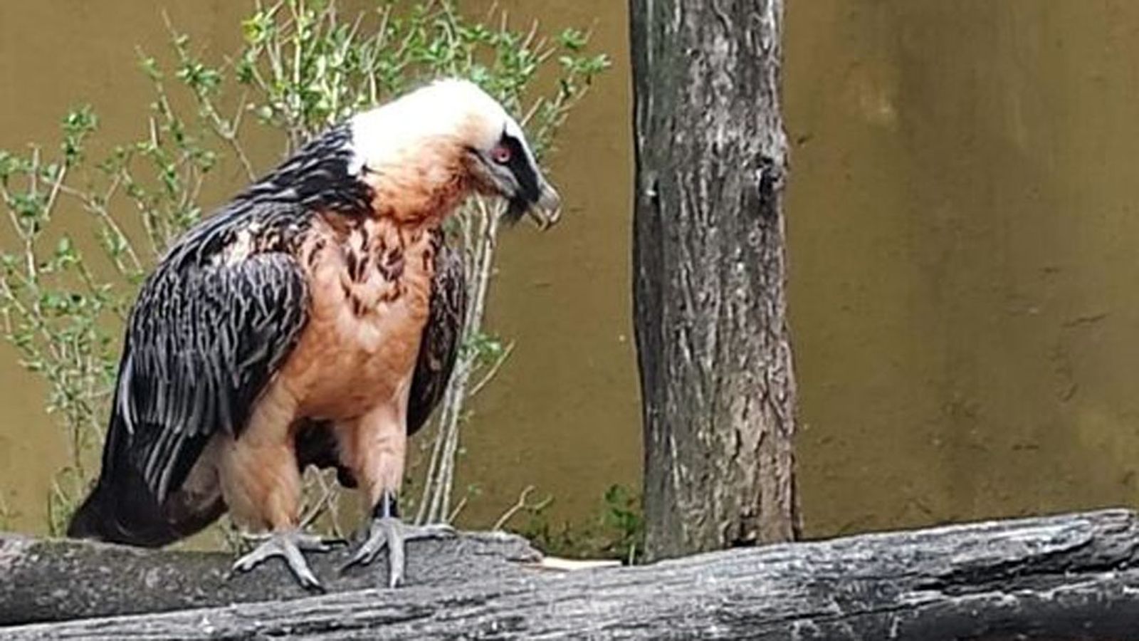 quebrantahuesos zoo jerez