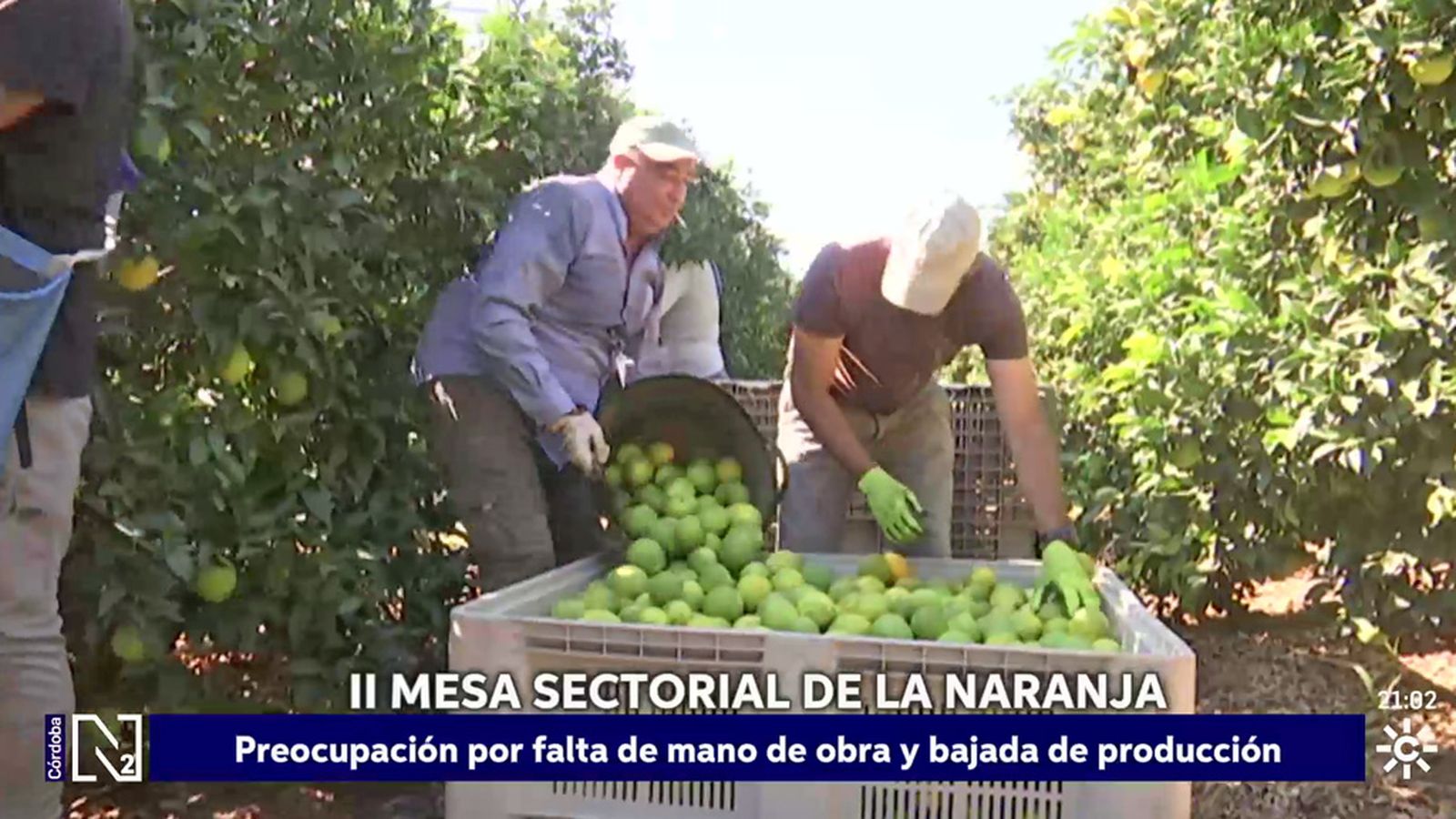 Preocupación en el sector de la naranja de Córdoba por la falta de mano de obra y la bajada de producción