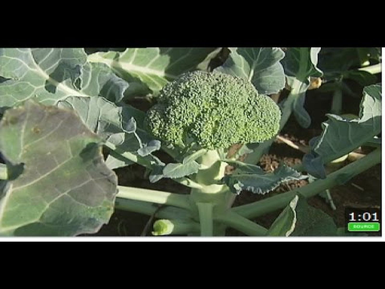 Cultivo y recolección de brócolis en Aznalcázar (Sevilla)