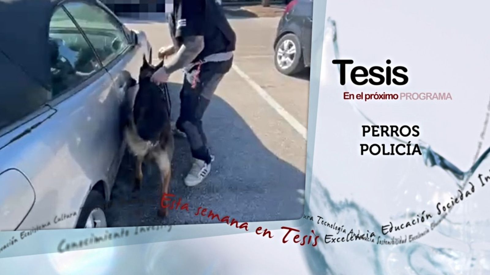 perros policias tesis