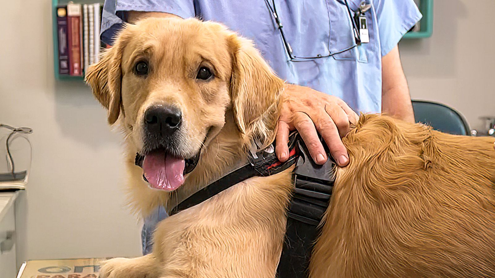 Dolencias y enfermedades óseas que afectan a nuestros perros