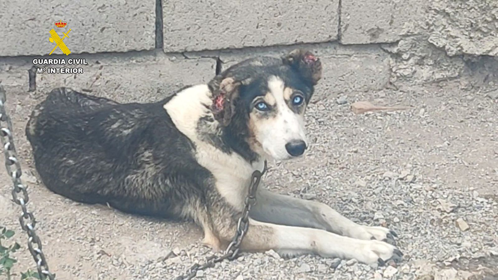 Perros y caballos maltratados en Guéjar Sierra