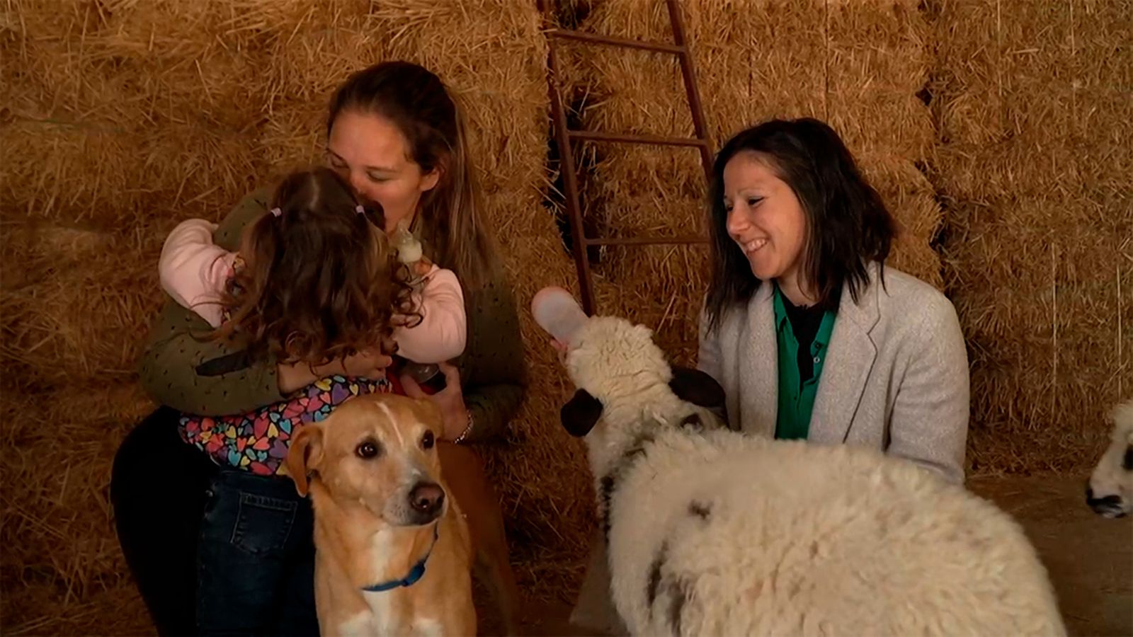 Dylan, el perro rescatado que actuó de Cupido entre su rescatadora y su pareja