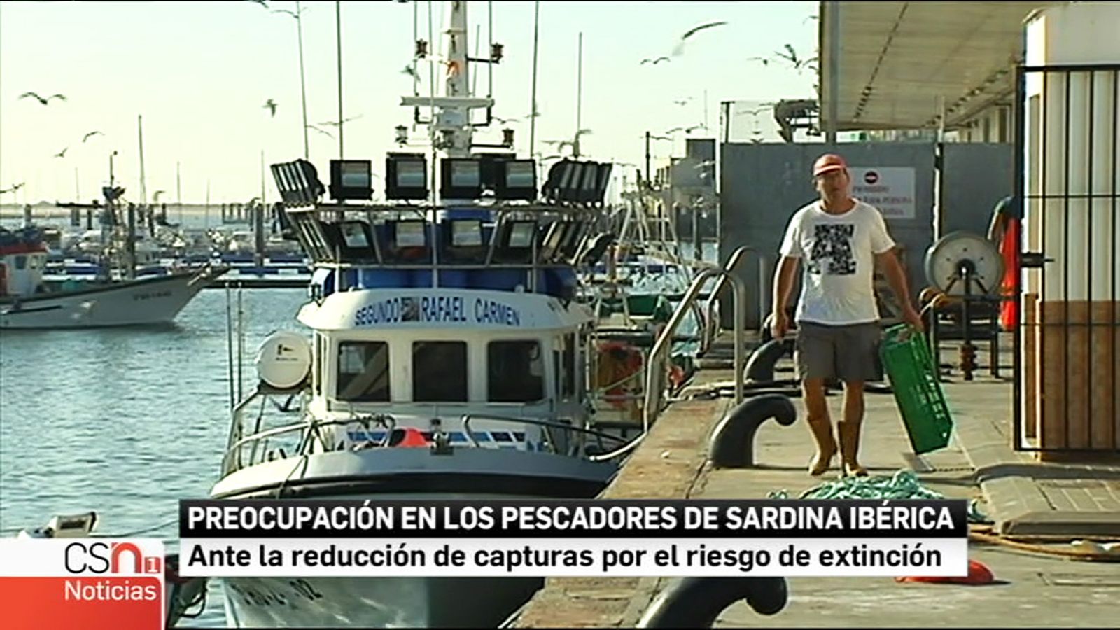 sardina
