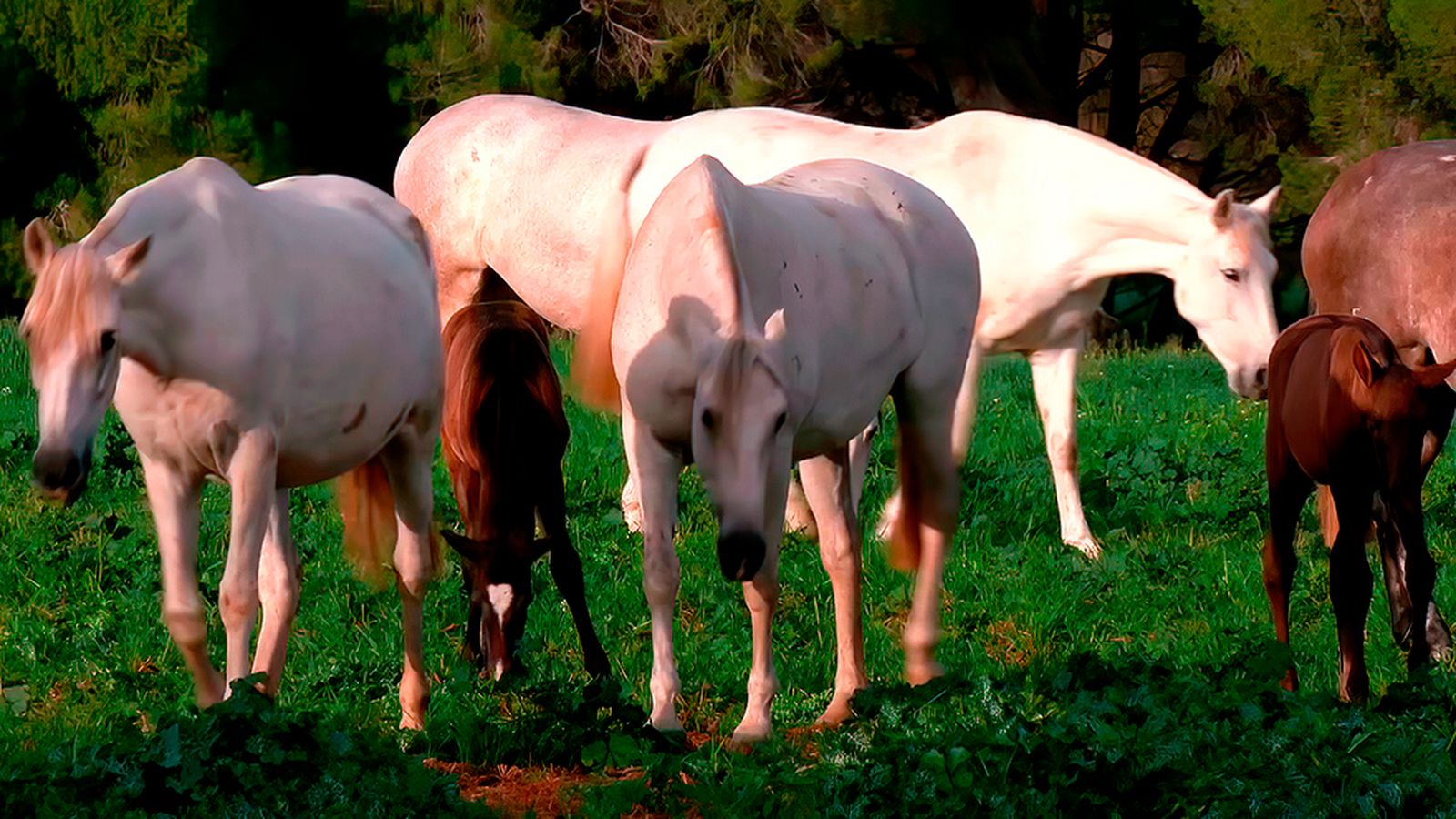 Los mejores caballos cartujanos