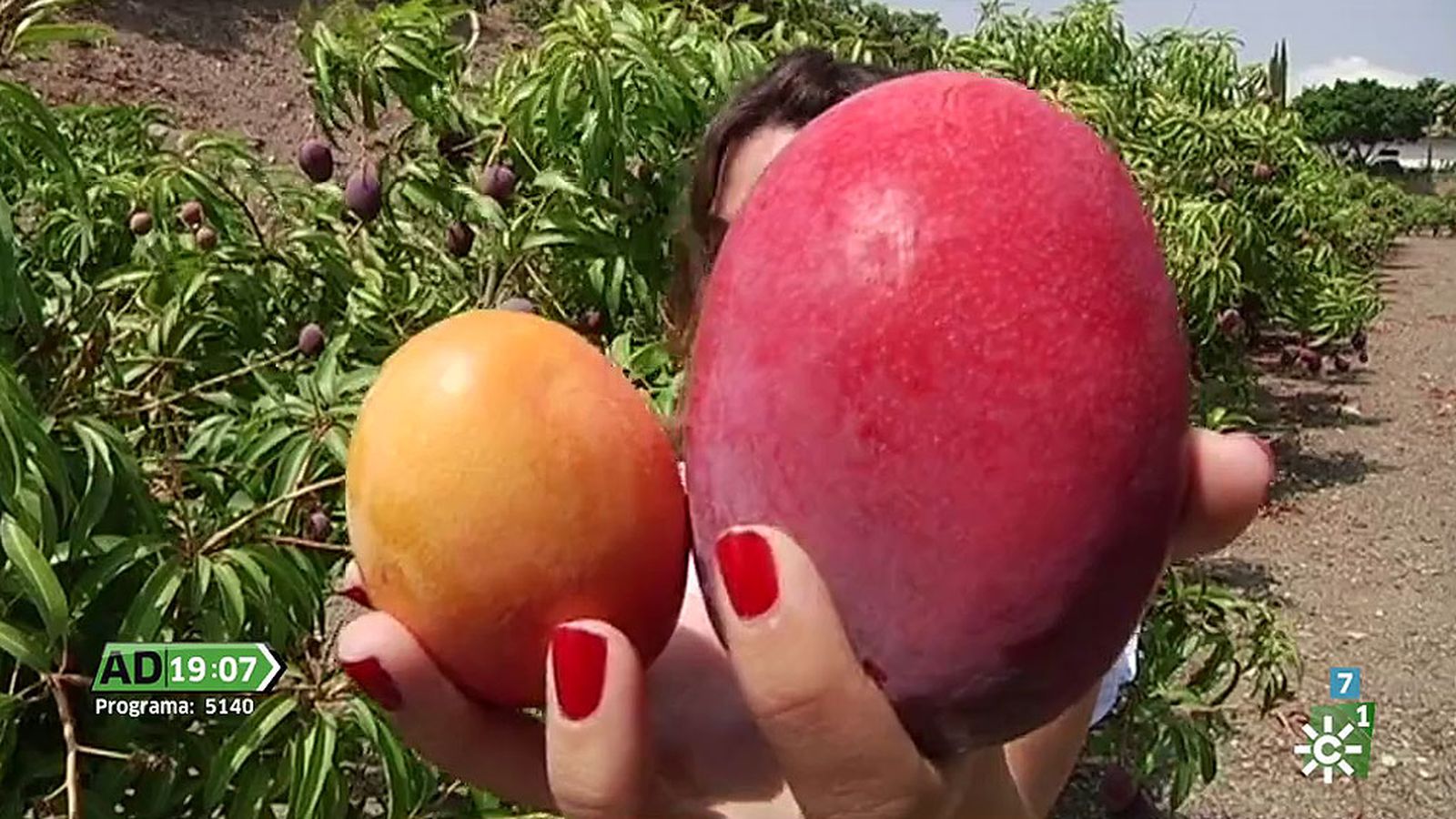 ad mango