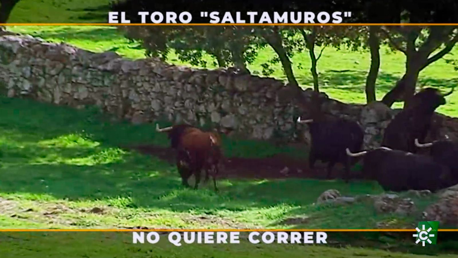 El toro saltamuros es todo un atleta pero no quiere correr