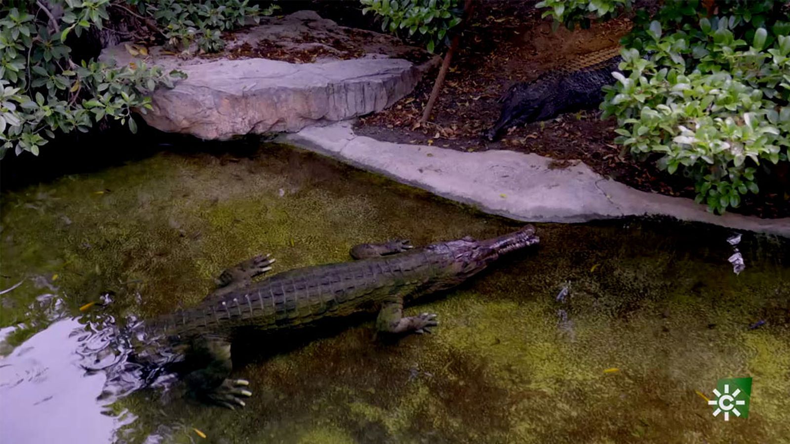 René, un cocodrilo Tomistoma que busca aparearse en el parque de Fuengirola