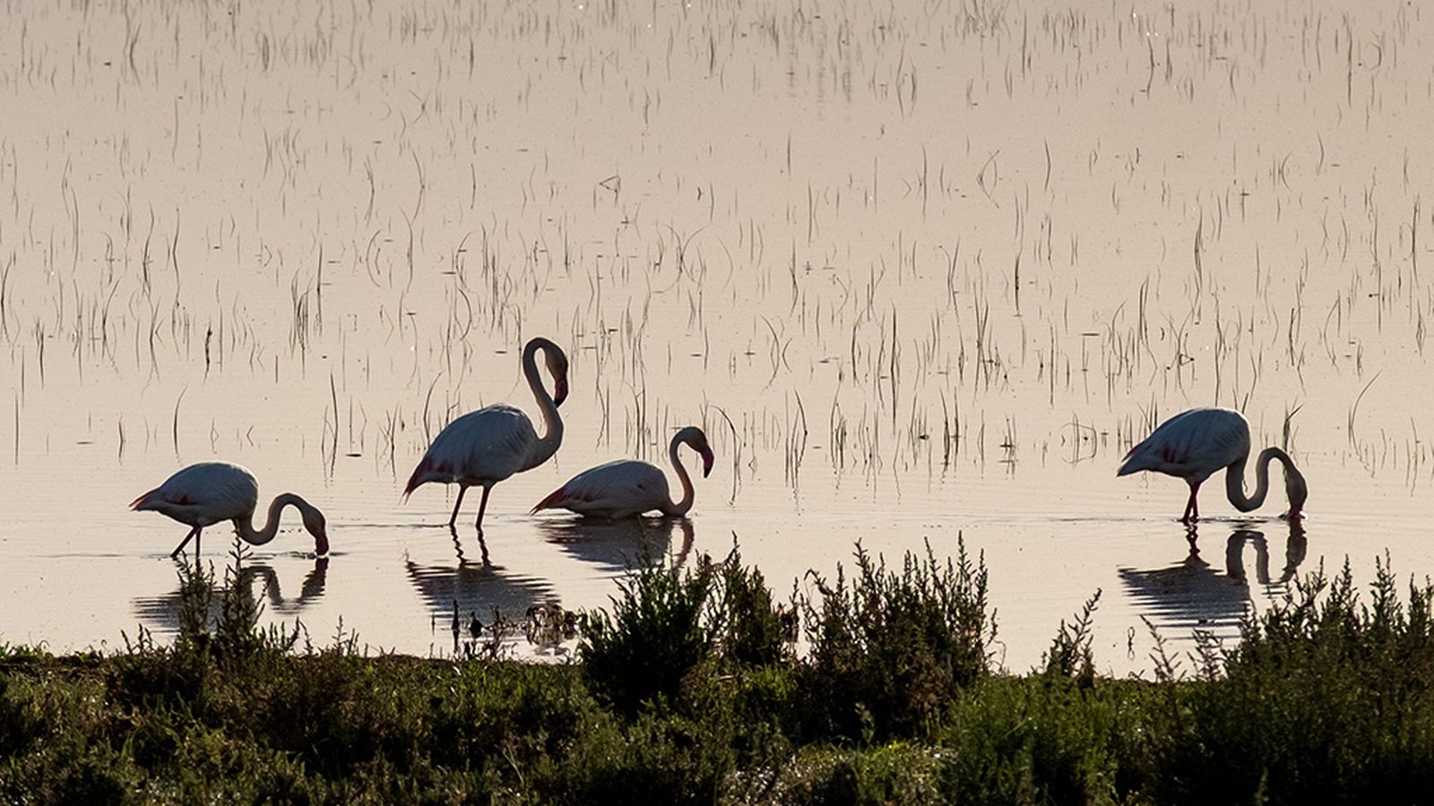 Flamencos en Doñana