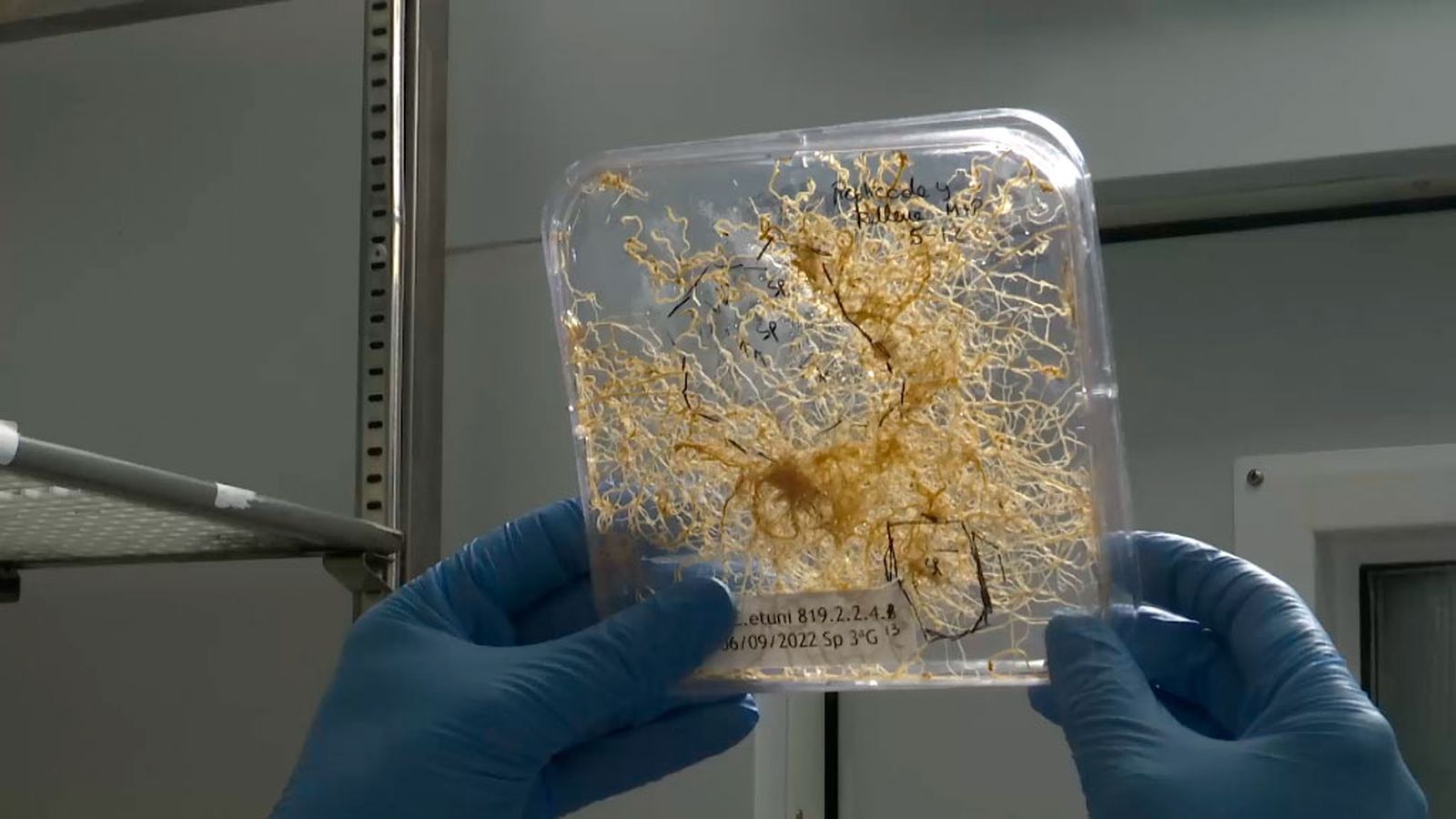 El uso de hongos en la agricultura puede disminuir la necesidad de fertilizantes