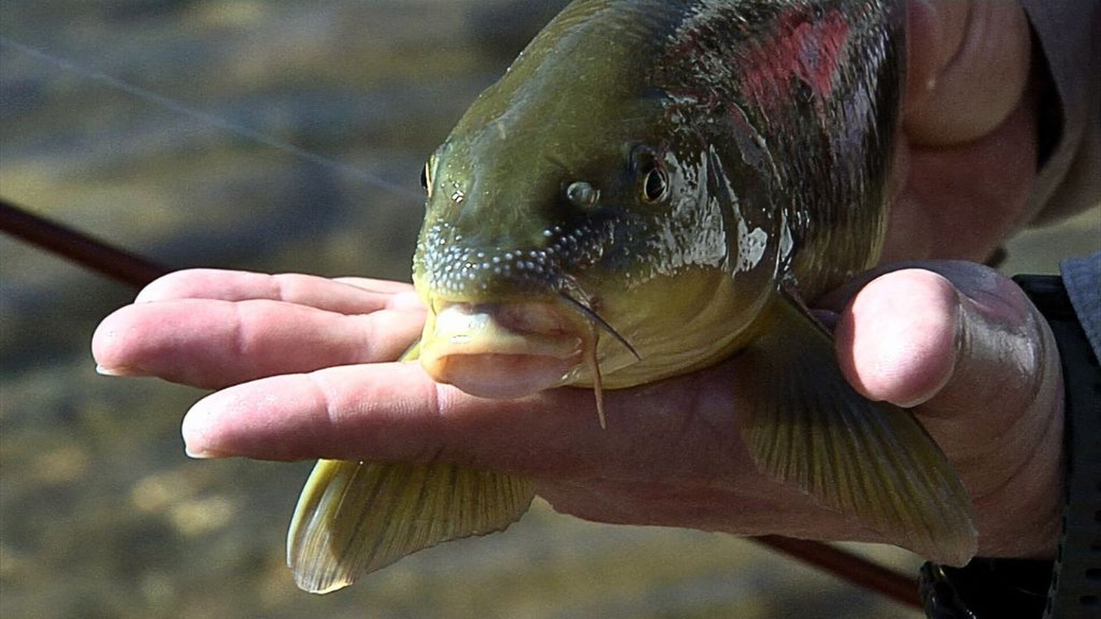 Lances 15 marzo pesca